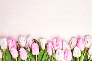 Pink and white tulips border on pink background. Copy space, top view. Holiday background