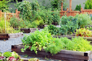 Vegetable and herb garden. - 193352380