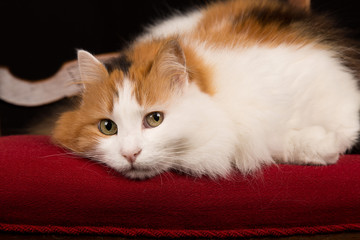Dreifarbige Katze liegt auf roter Unterlage