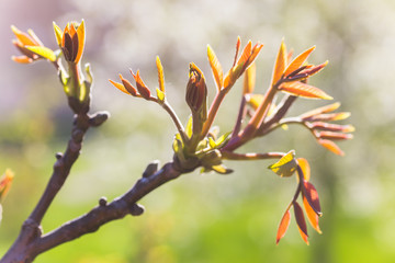 Walnut blooms. Walnuts young leaves and inflorescence on a city background. flower of walnut on the branch of tree in the spring. Collect pollen from flowers and buds