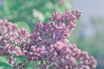  Beautiful lilac background. Pastel purple colors. Spring season in nature