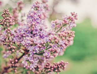 Obraz premium Spring Branch Of White Lilac Close-Up Of Pastel