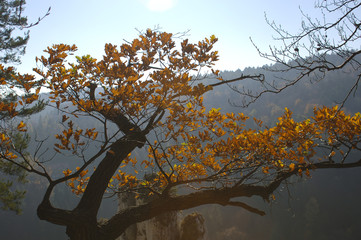 Forest Trees Late Fall Autumn, with Golden Dry Leaves