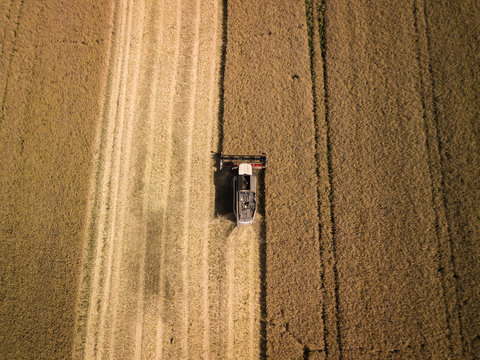Combine harvester harving crop corns
