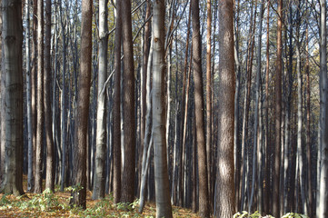 Forest Trees Late Fall Autumn, with Golden Dry Leaves