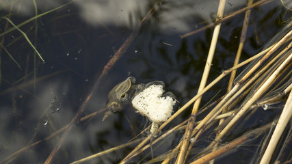 Улитка в воде ест хлеб с жуками