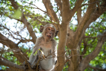 Monkey on tree