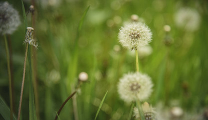 Beautiful field of dandelion flowers in a tall green grass meadow