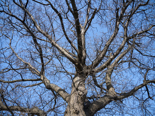 Oak Tree in Winter