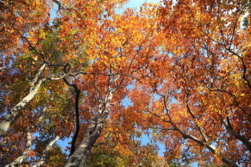 ブナの紅葉　Autumn leaves of beech