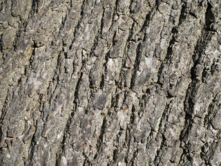 Oak Tree Bark