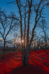 Red floor forest with sunbeam and sunburst shining through the trees