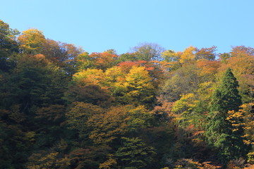 Obraz premium 里山の紅葉 Autumn of the low mountain