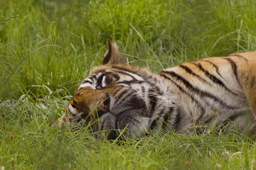 Sleeping Tiger