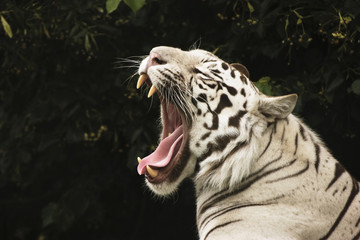 White Tiger
