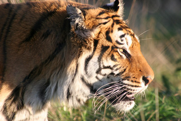Bengal Tiger