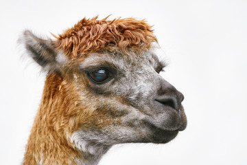 Fototapeta premium Portrait of Alpaca