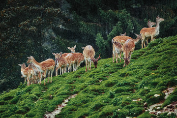 Deers near the Forest