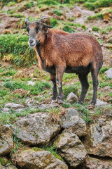 Ram on Stones