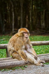 Barbary Macaque (Macaca Sylvanus)