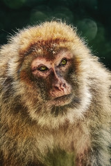 Barbary Macaque (Macaca Sylvanus)