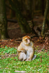 Barbary Macaque (Macaca Sylvanus)