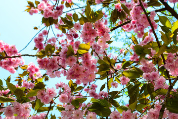 Cherry tree, sakura blooms in soft background of green branches and sky, early spring pink flowers