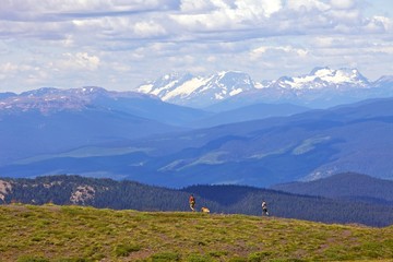 Mountain hiking along ridge with people and a dog