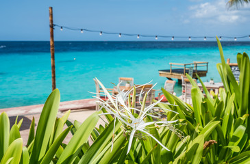 Fototapeta na wymiar Coral Estate scenic photos Curacao views