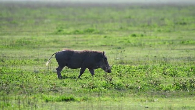 Female warthog walking, passing several zebras