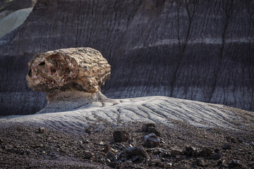Petrified Log eroding out of badlands at Painted Desert National Park in Arizona USA