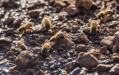    Bees in a puddle   Curacao views