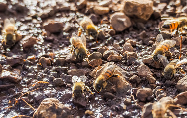    Bees in a puddle   Curacao views