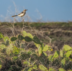    Birds and cactus   Curacao views