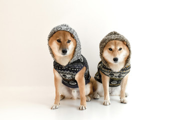 柴犬・パーカー