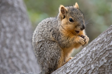Naklejka na ściany i meble Squirrel Mammal Wildlife 