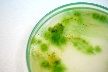 Colony of blue green algae in culture medium plate.