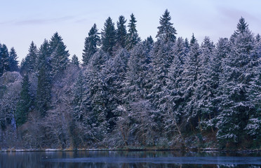 Snow On the Evergreens Down By The Cove