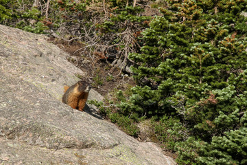 Yellow Bellied Marmot in the Holy Cross Wilderness area of Colorado.