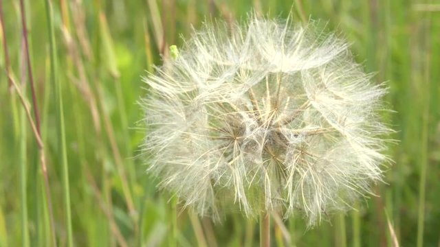 close up of a salsify seed head growing at trout lake in yellowstone national park, usa