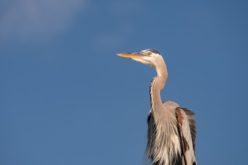 Pretty bird