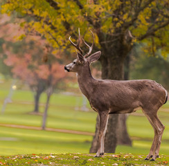 Deer on a Golf Course on an Autumn Day