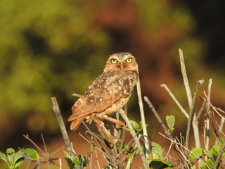 Burrowing Owl 