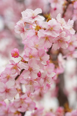 Obraz premium 河津桜