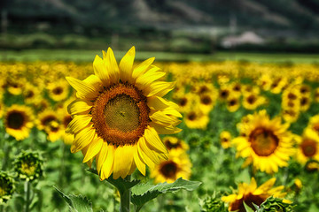 Sunflower fiels in the central area of Maui.