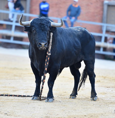 toro en españa