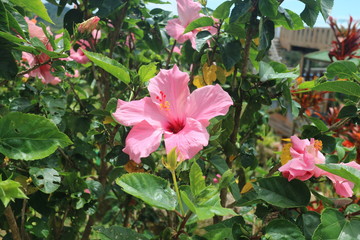 pinke hibiskus rosa blume pink 