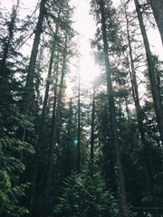 Sun shining through pine trees in the forest