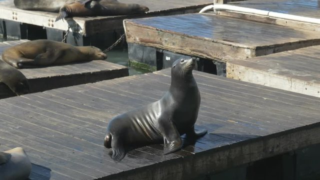 a 180p slow motion clip of a california sea lion posturing on a pontoon