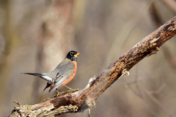 American robin